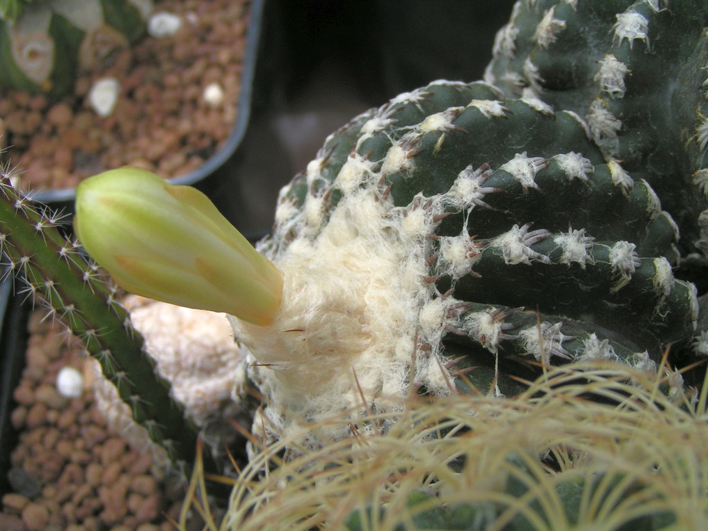 Discocactus horstii HU36